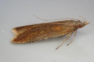 Dichomeris ustalella