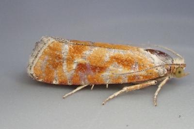 Rhyacionia buoliana