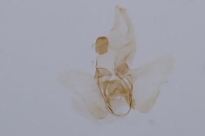 Agnoea subochreella