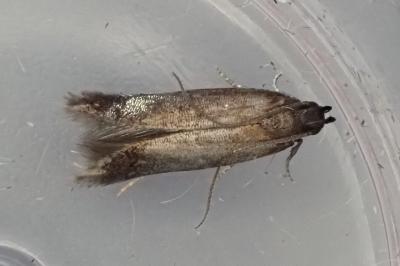 Monochroa tenebrella