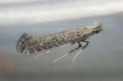 Parornix carpinella