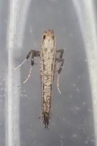 Parornix carpinella
