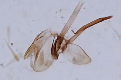 Monopis obviella