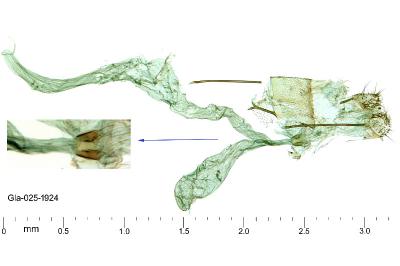 Hellinsia carphodactyla