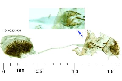 Bucculatrix ulmella