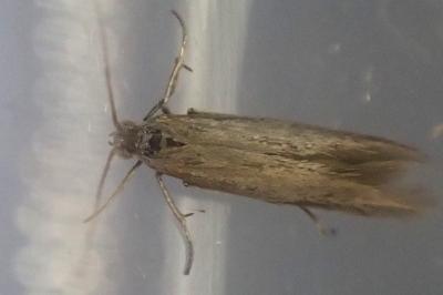 Coleophora laricella