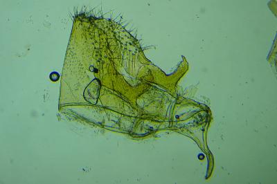 Nemapogon cloacellus