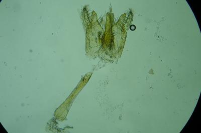 Nemapogon cloacellus