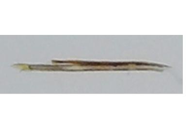 Ocnerostoma friesei