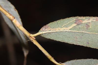 Phyllocnistis valentinensis