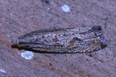 Bactra lancealana