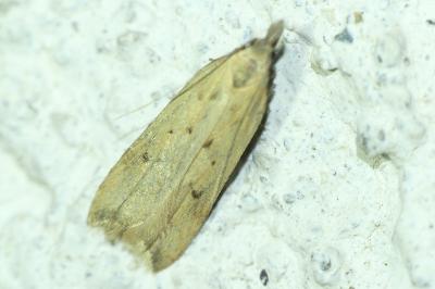 Dichomeris limosella