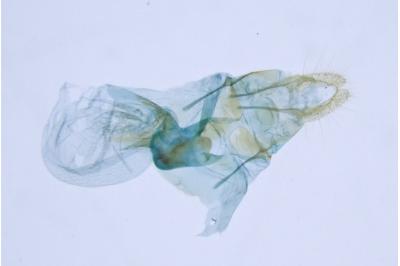 Aethes deaurana