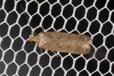 Bryotropha desertella