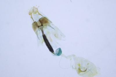 Coleophora ditella