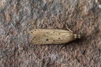 Nothris verbascella