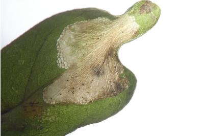 Phyllonorycter acerifoliella