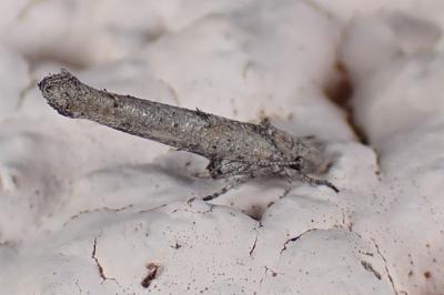 Zelleria oleastrella