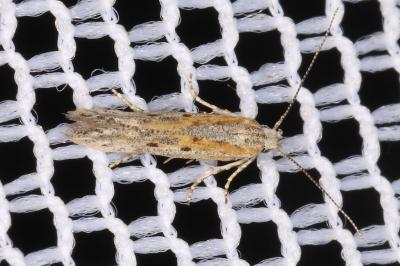 Scrobipalpula psilella