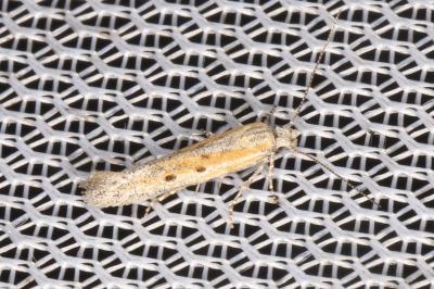 Scrobipalpula psilella