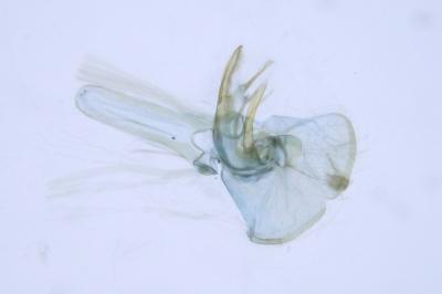 Neotelphusa cisti