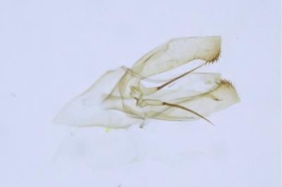 Phyllonorycter belotella