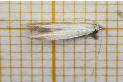 Coleophora ramosella