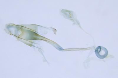 Coleophora ramosella