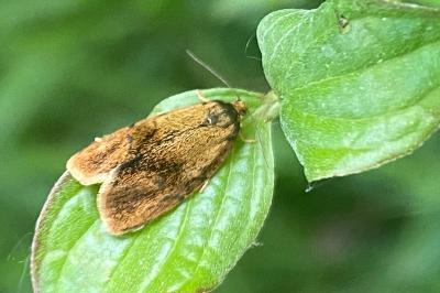 Ptycholoma lecheana