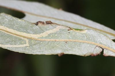 Phyllocnistis valentinensis