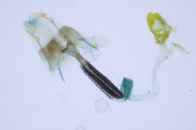 Coleophora ditella