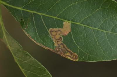Simplimorpha promissa