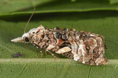 Phtheochroa rugosana