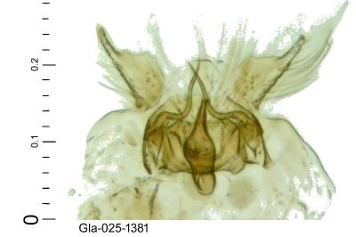 Leucoptera aceris