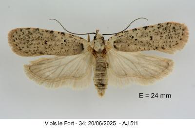 Agonopterix thapsiella