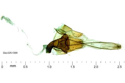 Infurcitinea parentii