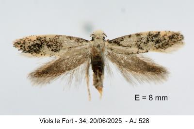 Infurcitinea parentii