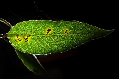 Ectoedemia heringella