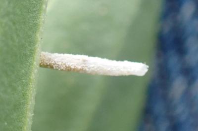 Coleophora saponariella