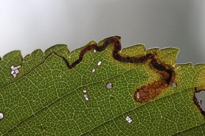 Stigmella ulmivora