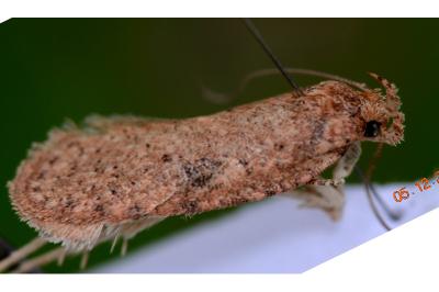 Agonopterix carduella