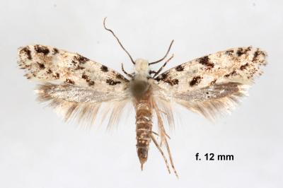 Nemapogon nevadellus
