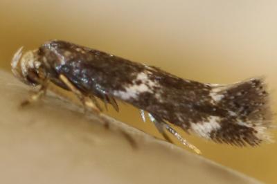 Elachista stabilella