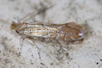 Phyllonorycter quercifoliella