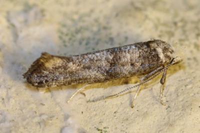 Paraswammerdamia nebulella