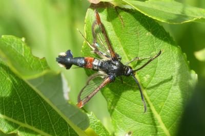 Synanthedon formicaeformis