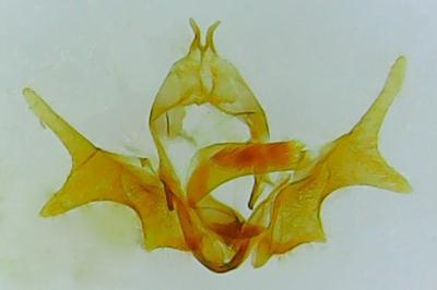 Ancylis mitterbacheriana