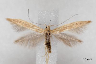 Coleophora sternipennella