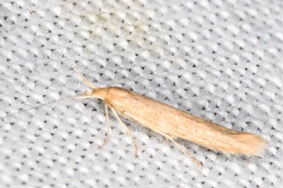Coleophora sternipennella