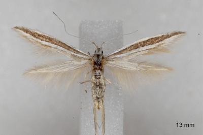 Coleophora bilineella